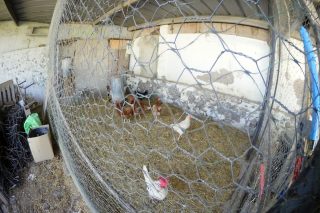Finca Bienvenido Gallinero