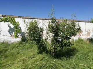 Alquiler casa rustica en Corella Navarra frutales