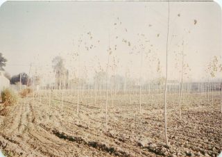 Finca rustica en alquiler en Corella Navarra Historia